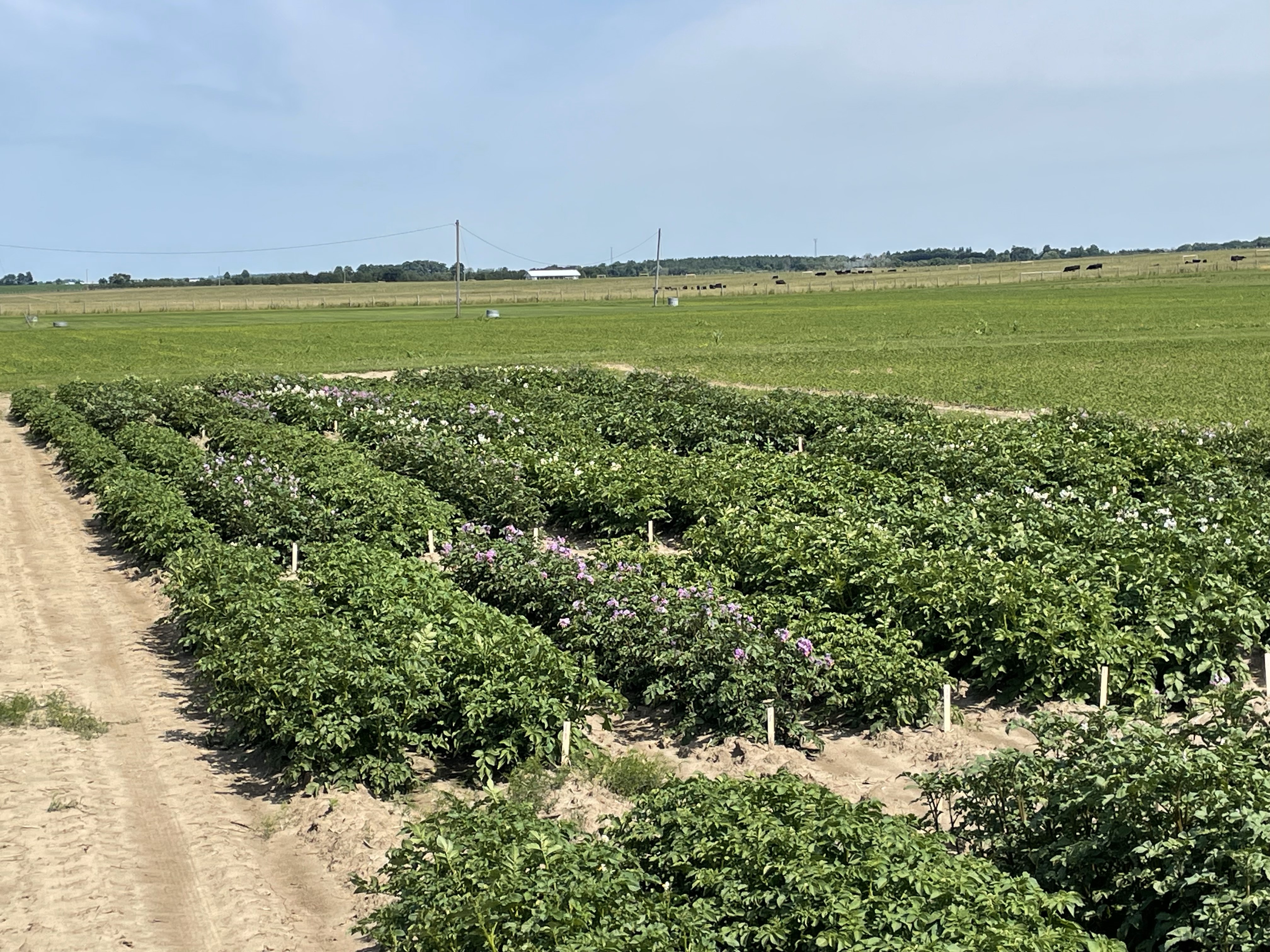 A potato variety trial grown at the Elora Research Station.