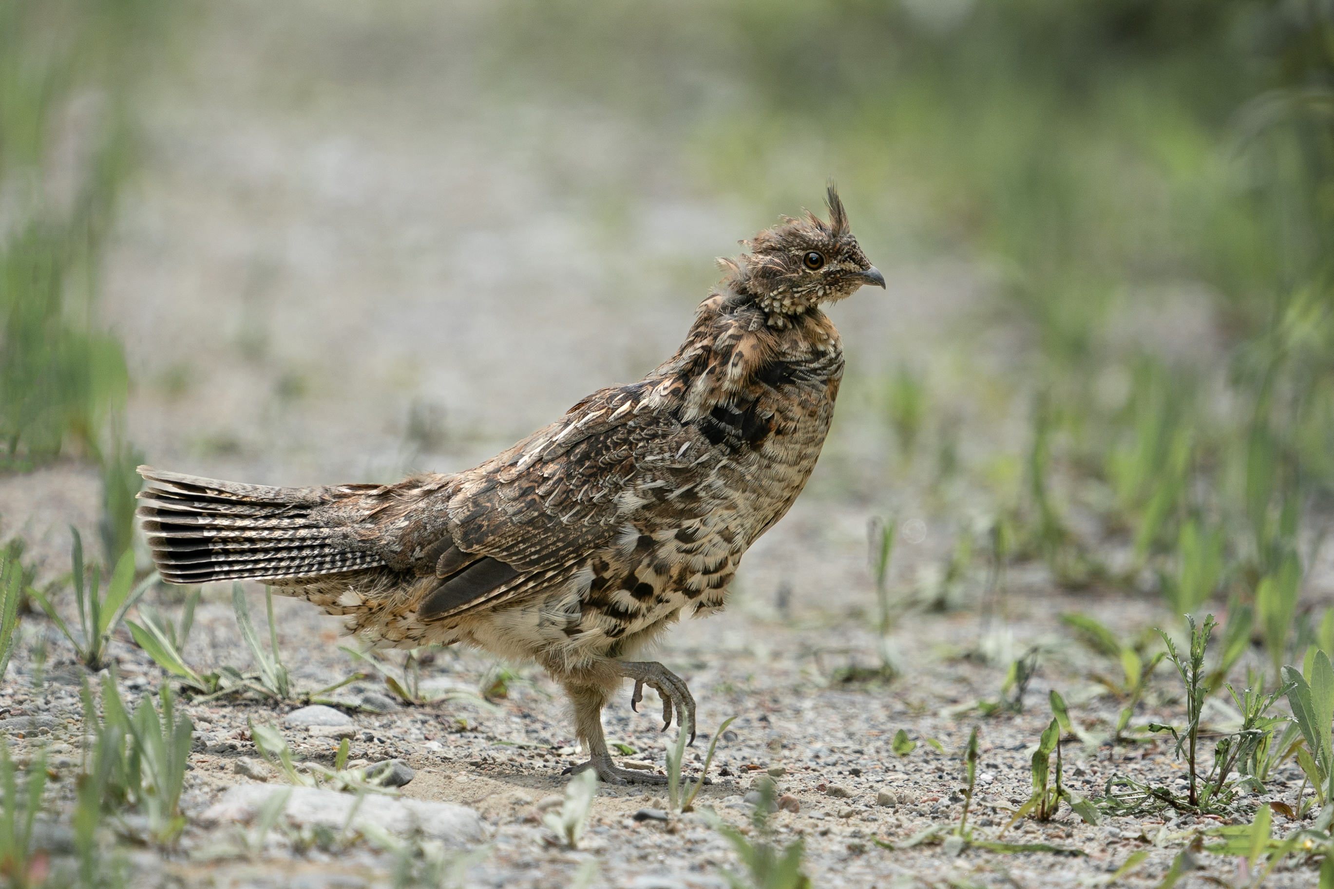 A ruffed grouse marching on the ground