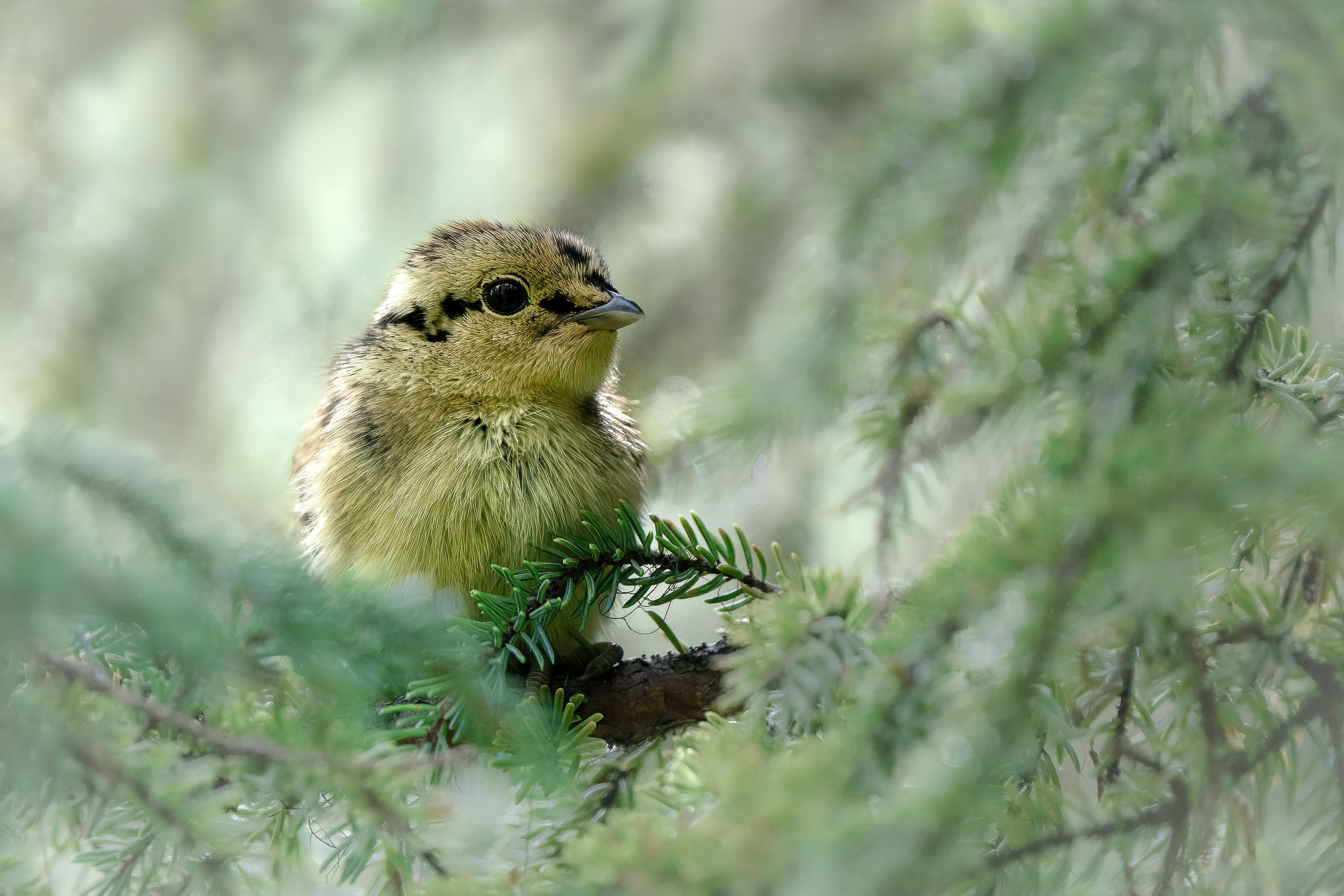 A spruce grouse chick hiding away in a spruce tree
