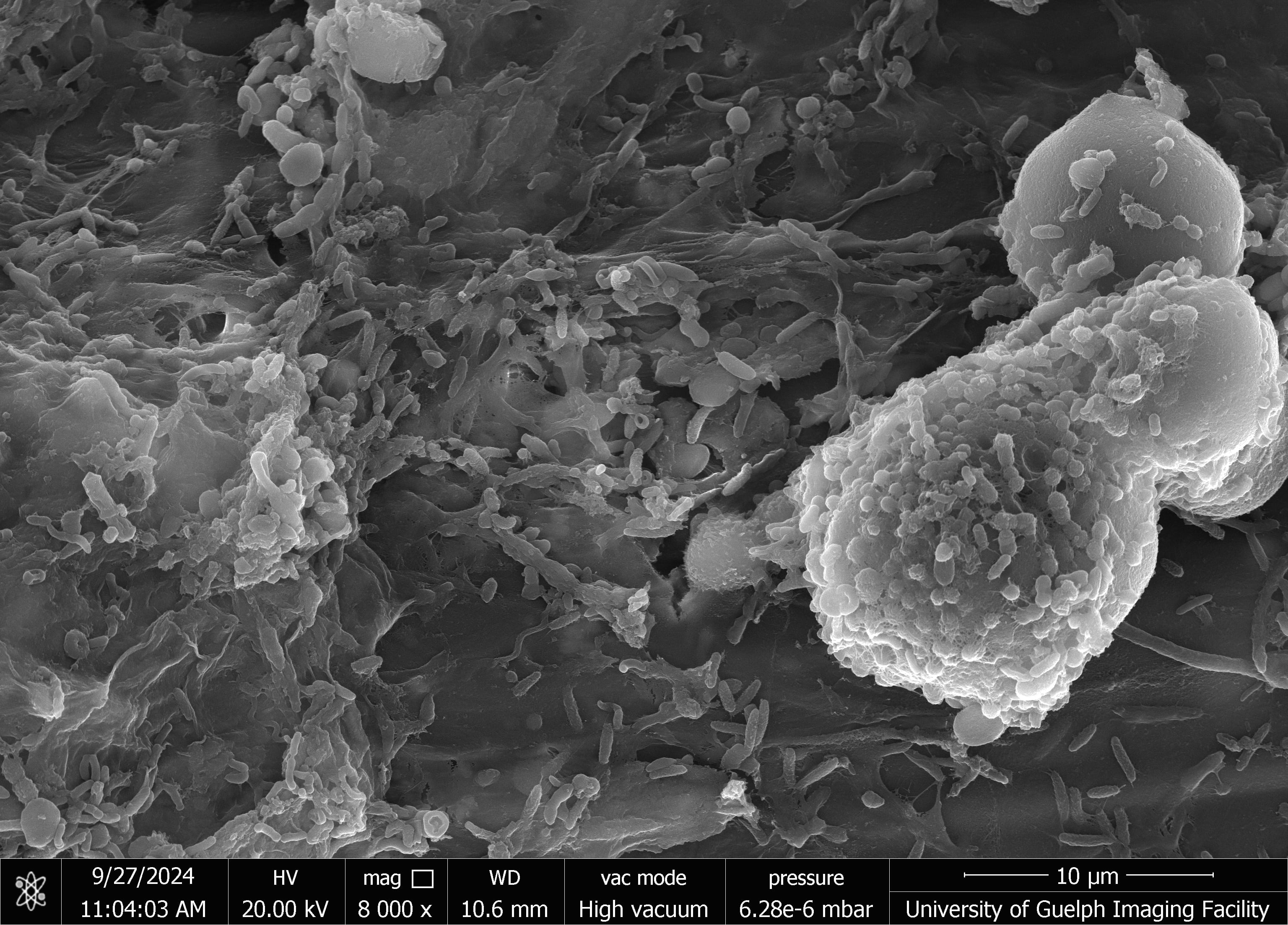  Scanning electron micrograph showing feed particles after 12 hours of in vitro rumen fermentation, revealing the detailed surface texture and structural changes in the feed material due to microbial activity.