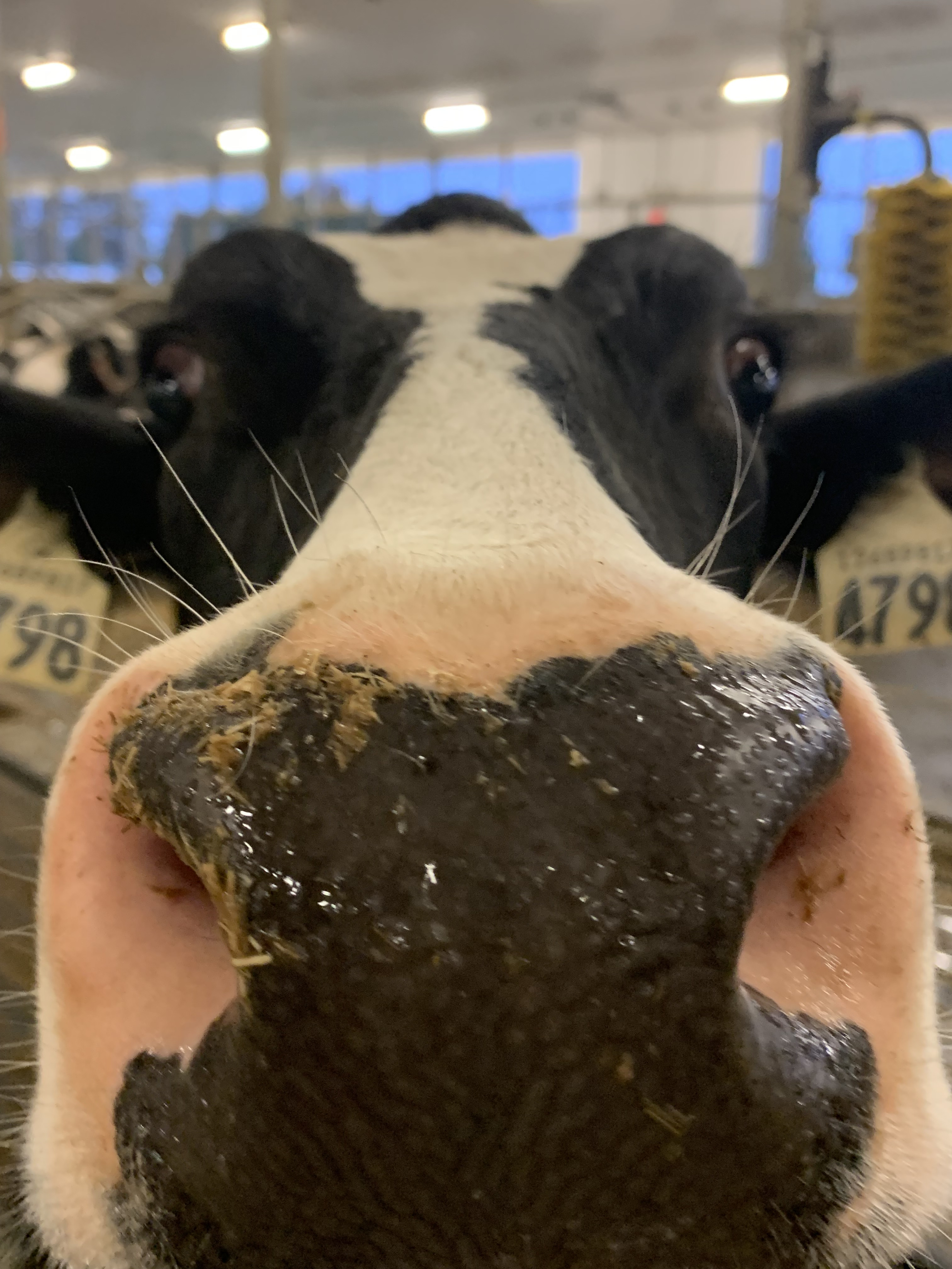 A close up of a cow's face