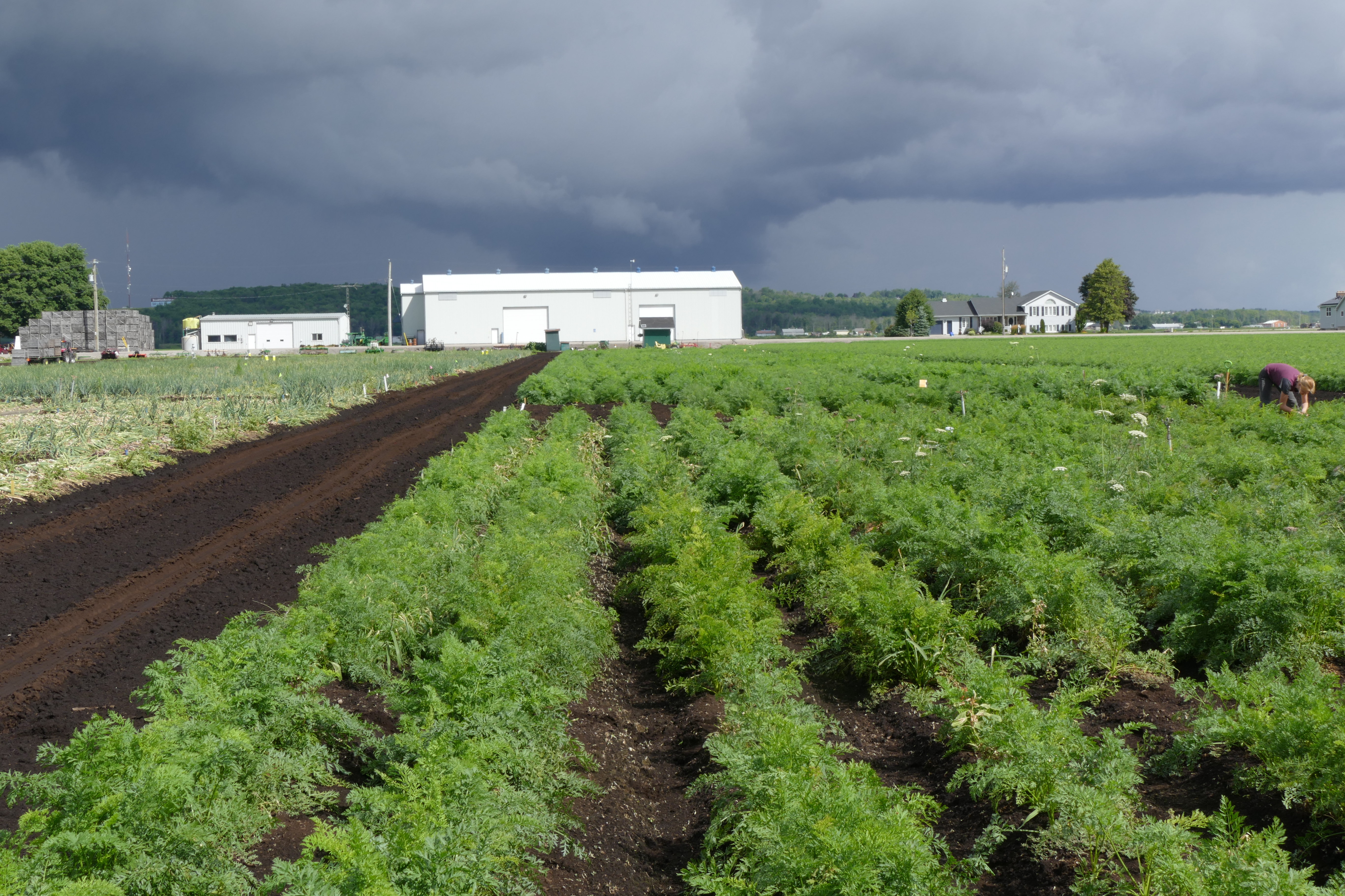 A field of carrot plants with a research centre in the distance