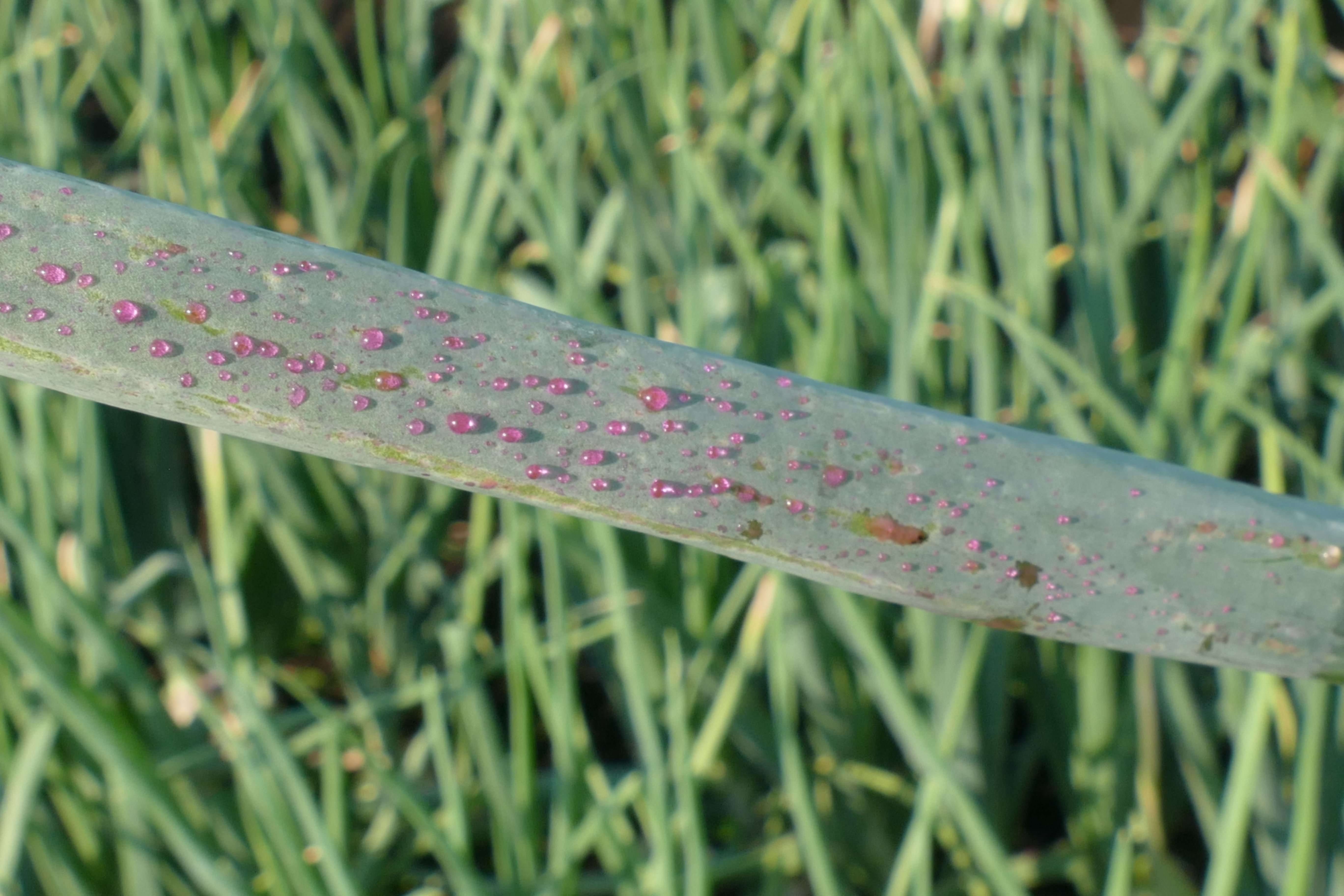 Small droplets of rhodamine dye on the leaves of onions