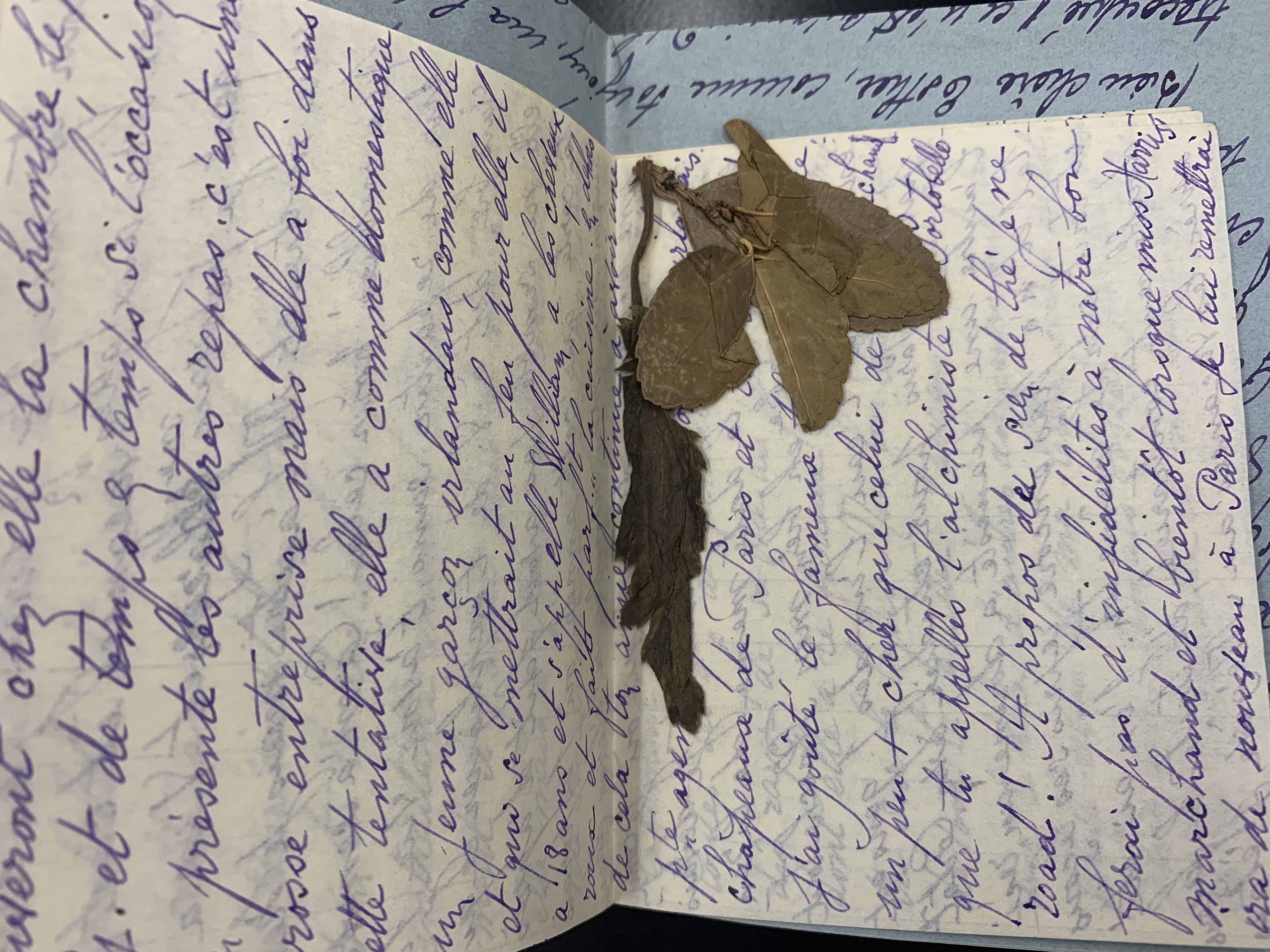 flowers pressed in a letter from 1933