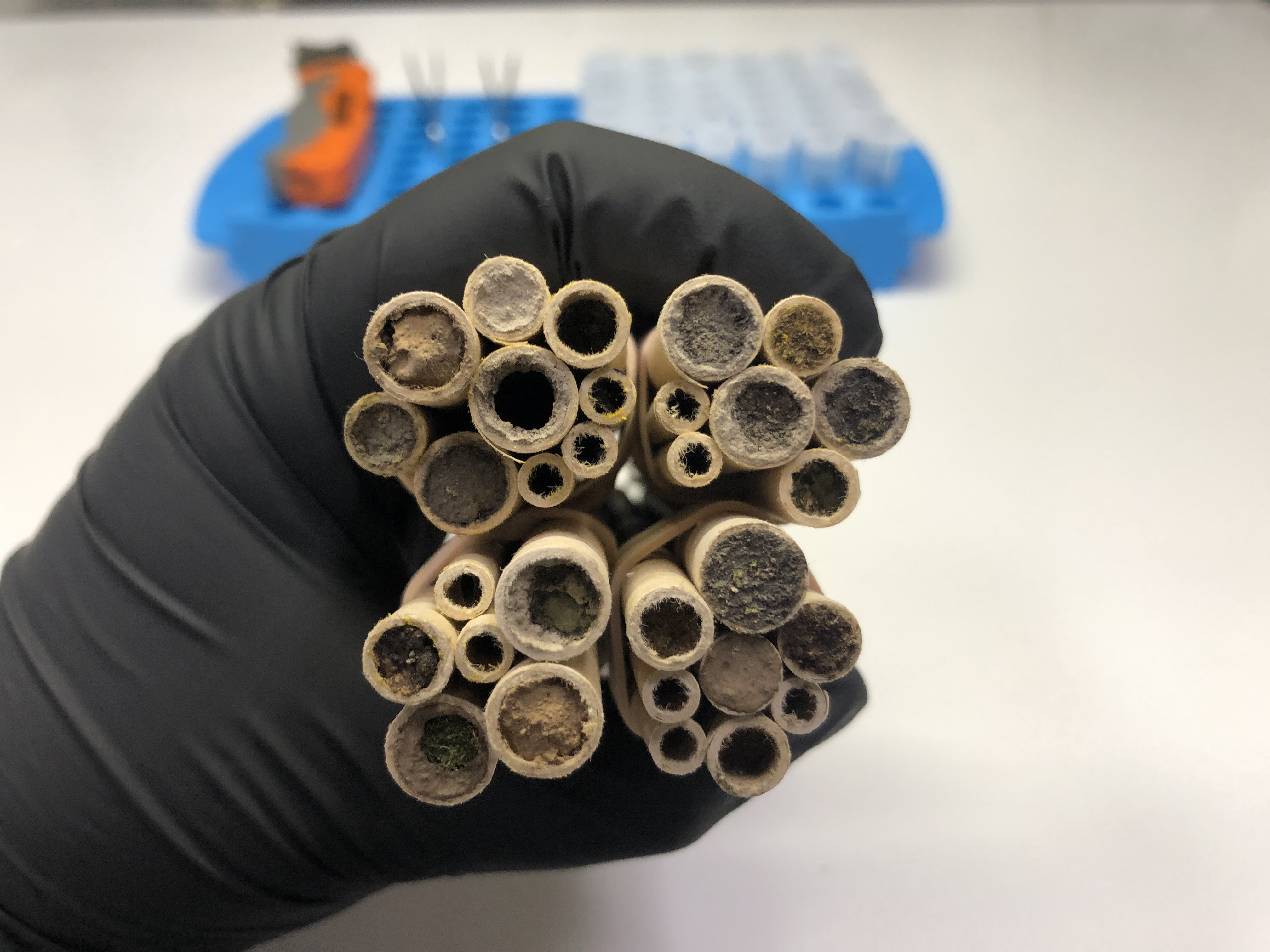 A gloved hand holding cardboard nesting tubes 