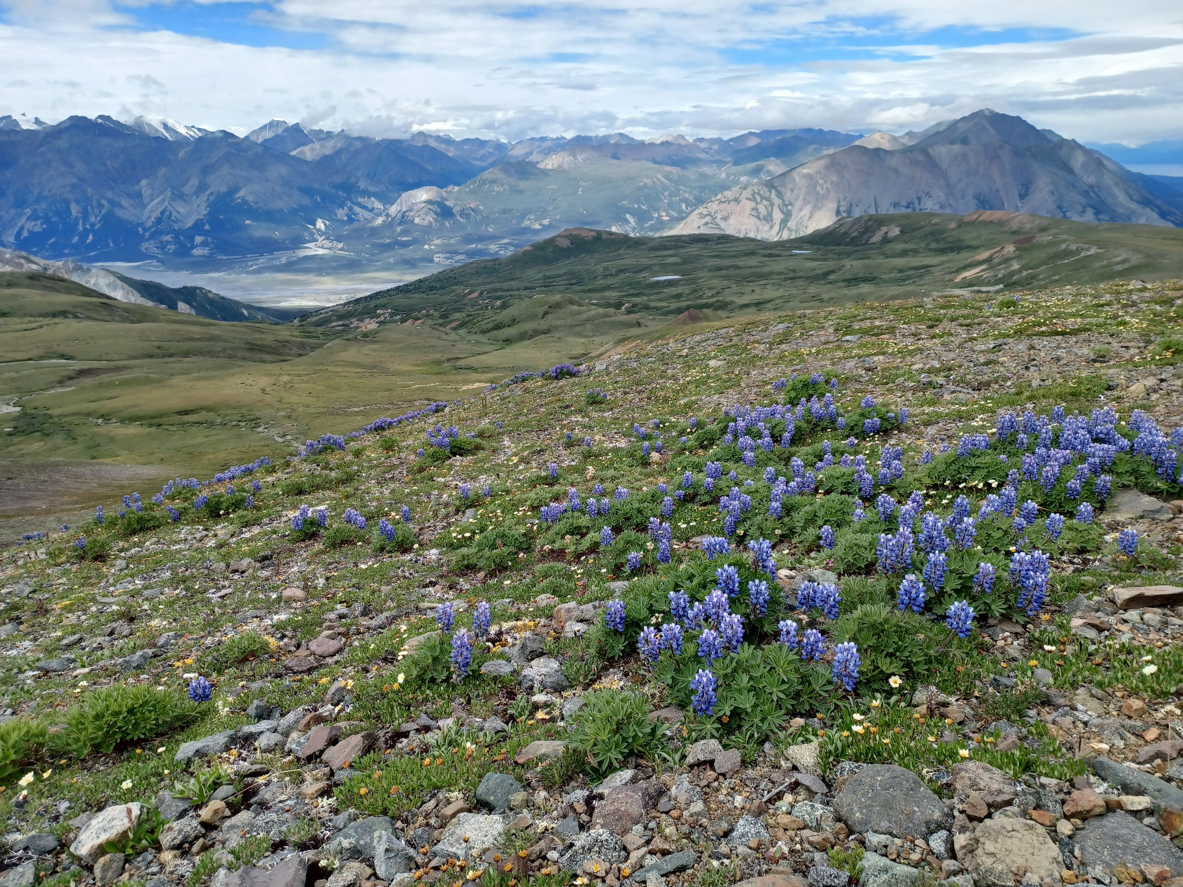 The top of a mountain in the Yukon, overlooking Ä'äy Chù in Kluane National Park. There are blue flowers on top of the mountain and in the distance are mountains and a lake.