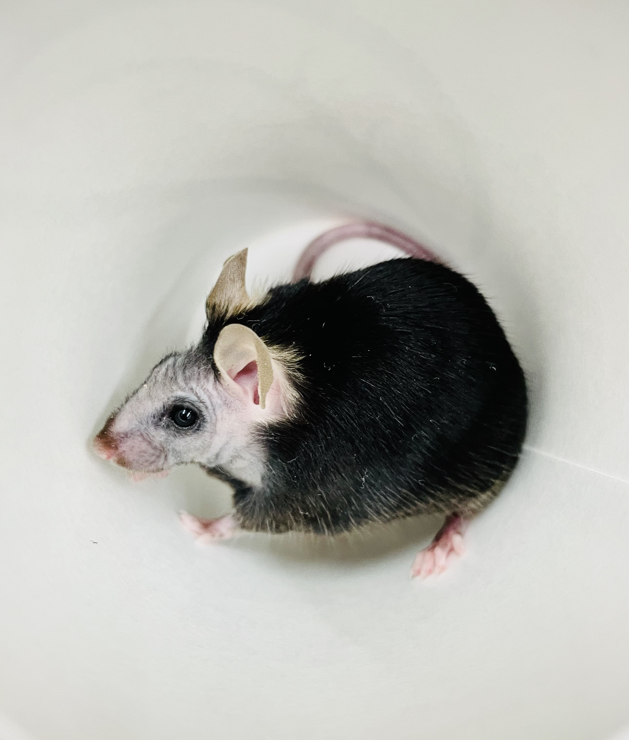 A mouse with a black body and white face 