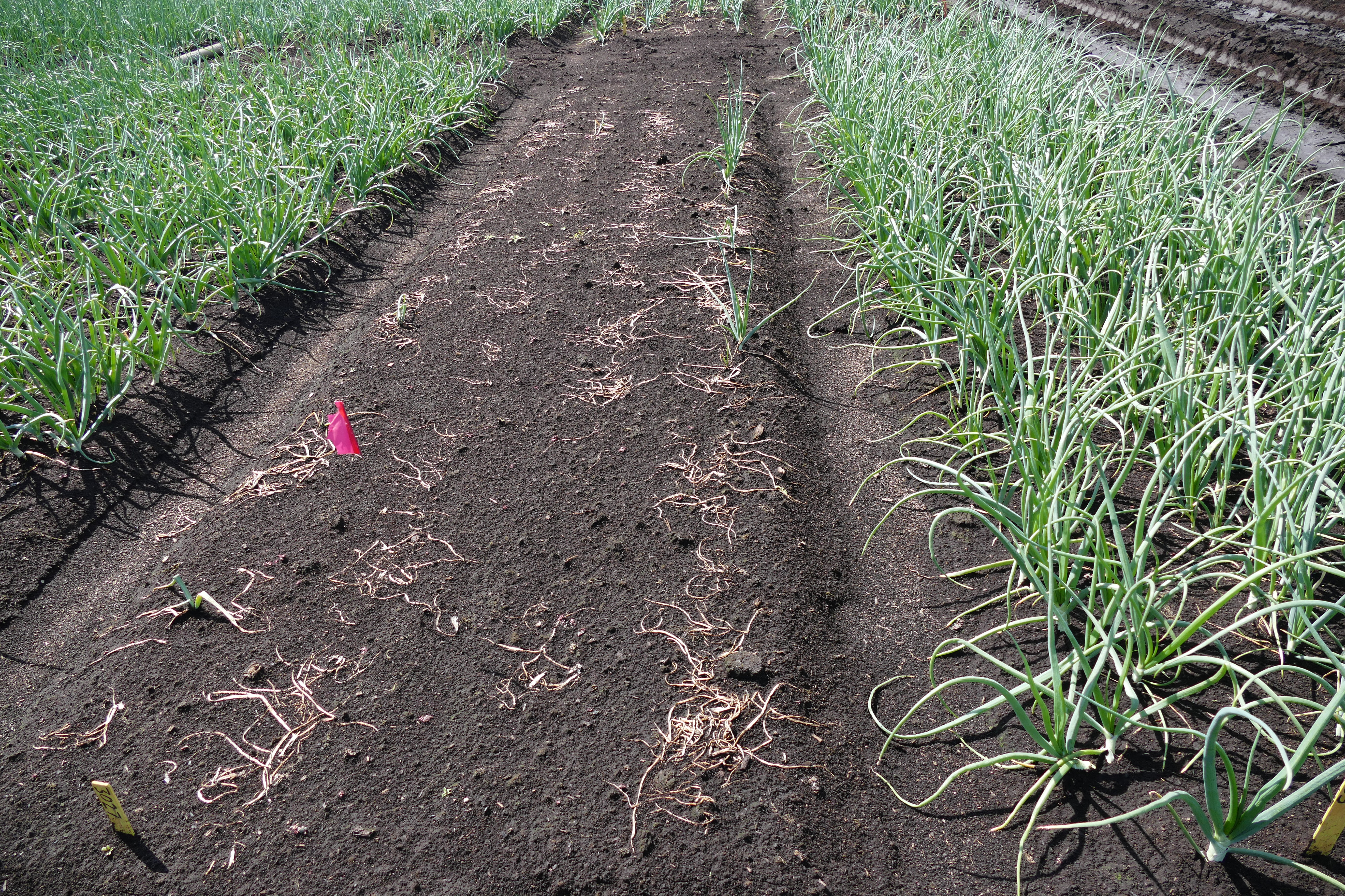 Plots of onion crops with the middle plot being just soil and no onions