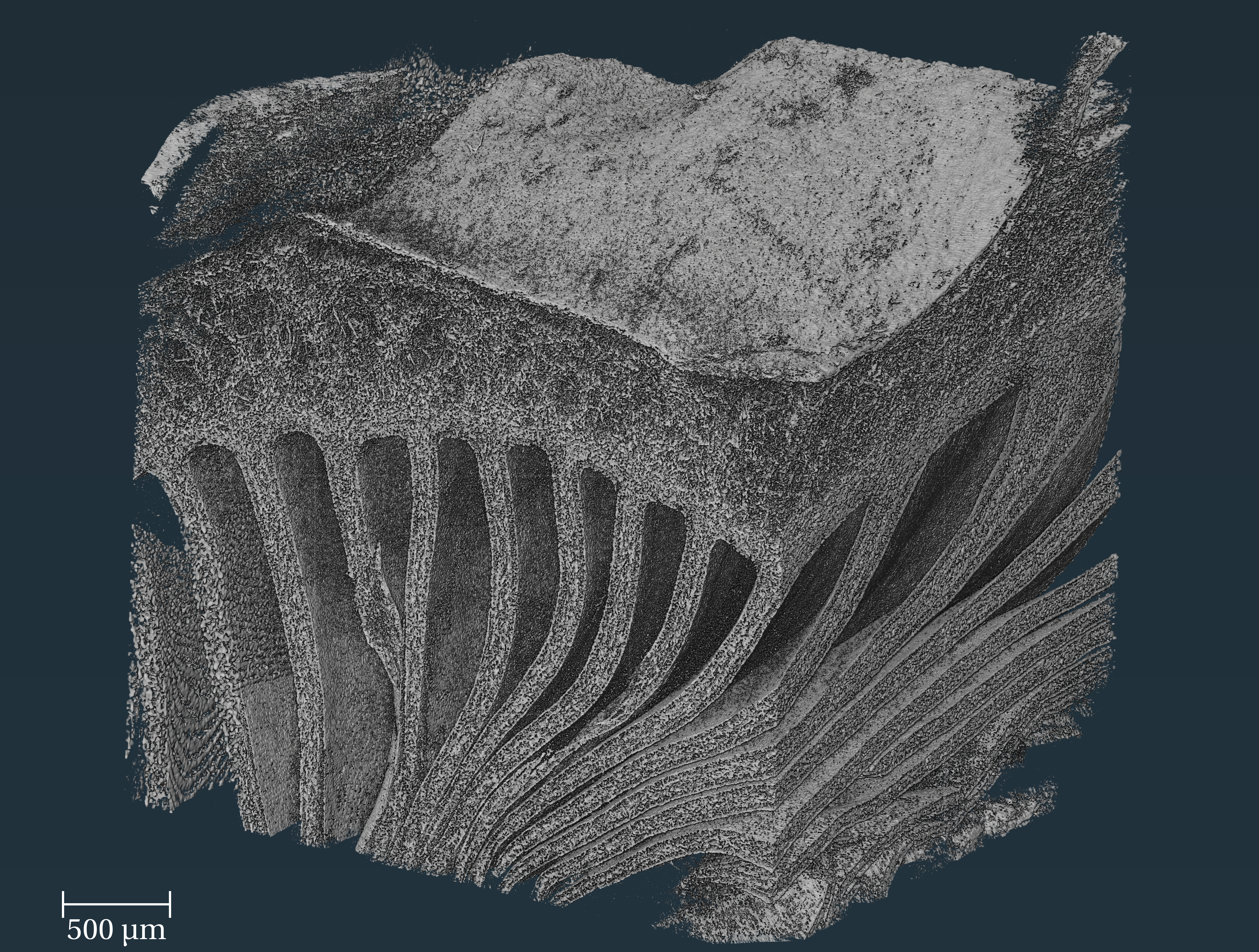 A black, white and grey microstructure of an oyster mushroom