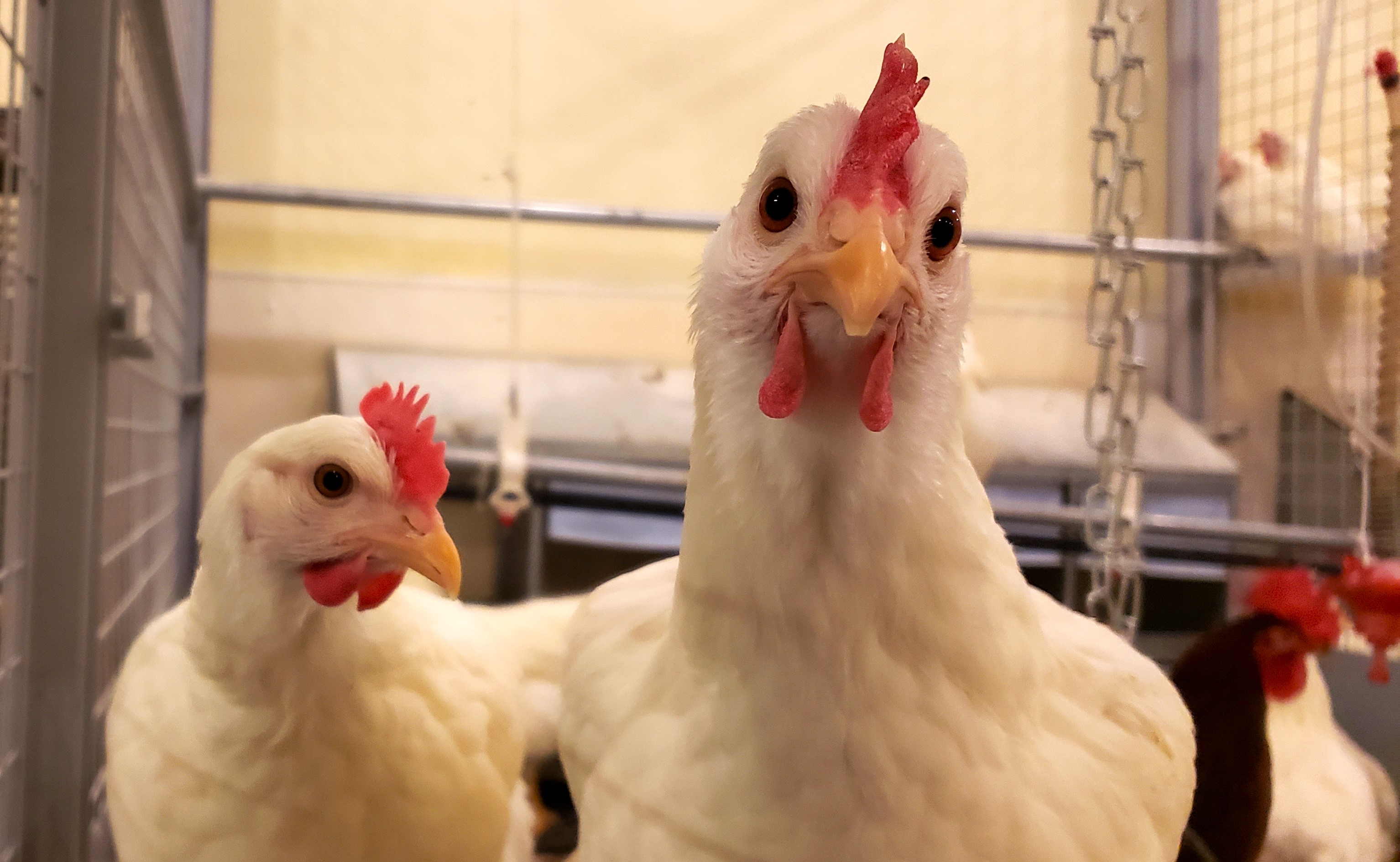 Two white chickens in a cage. One has an irritated expression on its face.