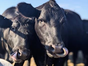 Two black Angus cows stand with their tongues reaching out up to their nose. 