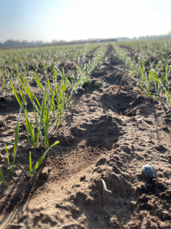 Green winter wheat plants with early morning dew