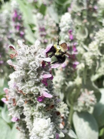 Tagged bumblebee waving both middle legs while feeding