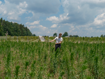 A man with a sweepnet in a field catching insects