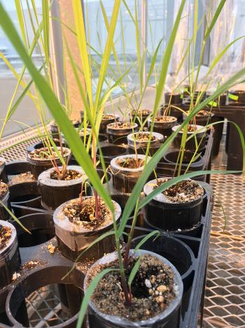 Grass being grown in pots