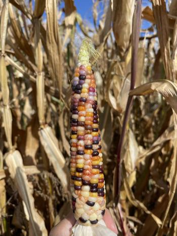 A colourful piece of corn being held up in a corn field