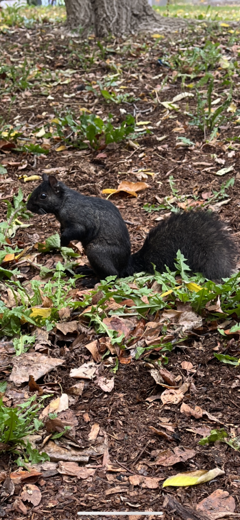 A black squirrel standing amongst leaves in front of a tree 
