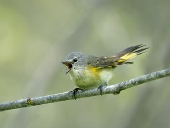 A small yellow and grey bird standing on a branch with its mouth open like its screaming.