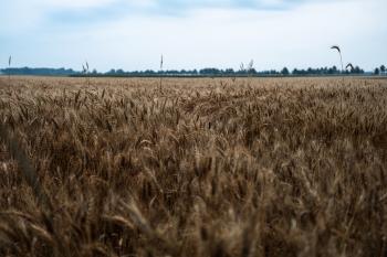 A wheat field awaiting harvest at Huron Research Station