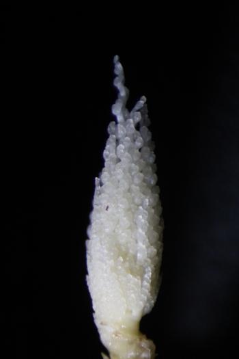 a white baby corn tassel with a black background
