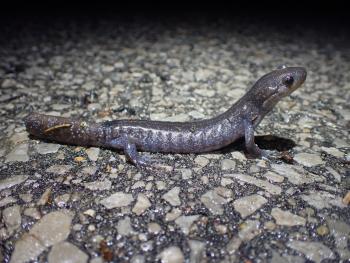 A greyish-silver salamander standing on pavement