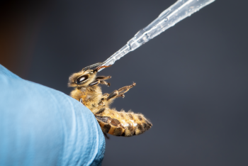 A baby bee being bottle-fed