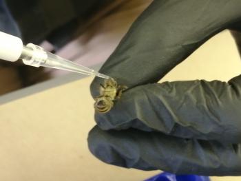 A syringe being used to feed a bee