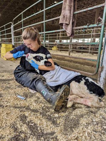 A woman inside a farm giving a an oral caffeine treatment a Holstein heifer calf. 