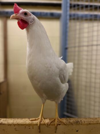 A white chicken stands on a wooden perch looking curiously into the camera lens with a tilted head.