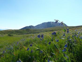 A green meadow with a mountain in the distance