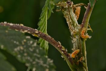 Flower fly larvae predating cannabis aphids on a green and brown plant.