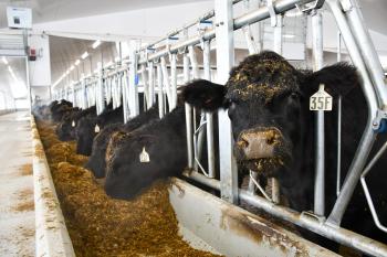 Inside a bright, modern barn, beef cows poke their heads through metal feeding gates after the feeding tractor has passed by and distributed their meal. Steam from their warm breath fogs the image, and the closest cow, animal ID 35F, looks intently at the person behind the camera.