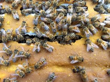 Dozens of bees from a colony being fed with a patty with pollen substitute