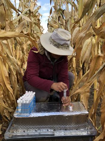 A person gas sampling in a corn field.