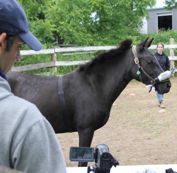 small black horse being videotaped with a human in background