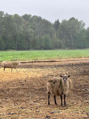 A sheep, looking a bit disheveled after a playful encounter with a hay bale.