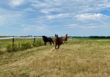 Outside in a large pasture, the day is bright and the sky is filled with thin clouds, in the distance three horses run together towards the camera, a black horse on the left, a dark brown horse in the middle and a red horse on the right.