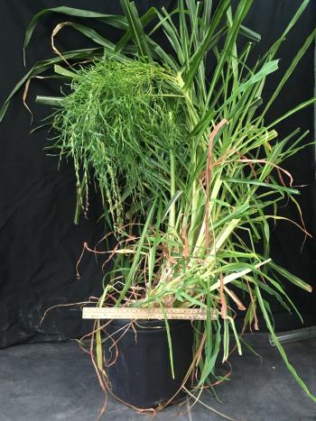 A large green plant growing in a pot