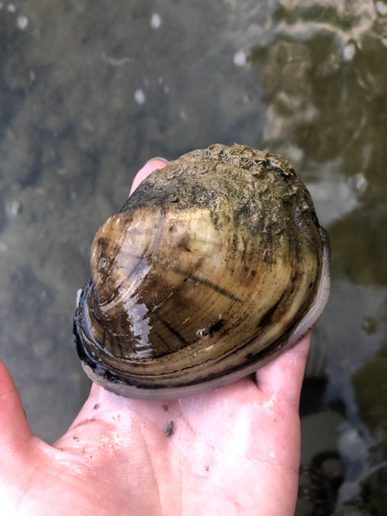 A hand holding a freshwater mussel 