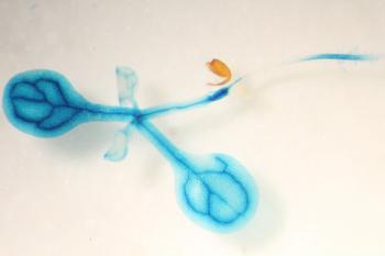 A transgenic arabidopsis thaliana stained blue