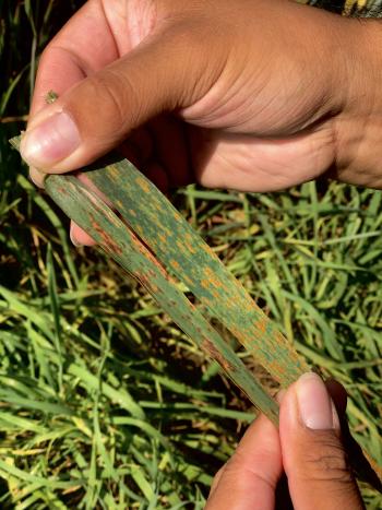 A hand holding two separate pieces of wheat with yellowing markings on them, showing disease.