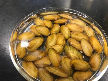 A petri plate full of juvenile freshwater mussels.