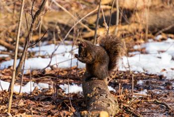 A squirrel grooming itself