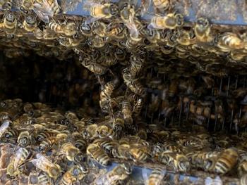 Hundreds of bees formed in what looks like a chain