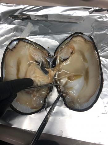  Adult washboard being dissected for tissue extraction.