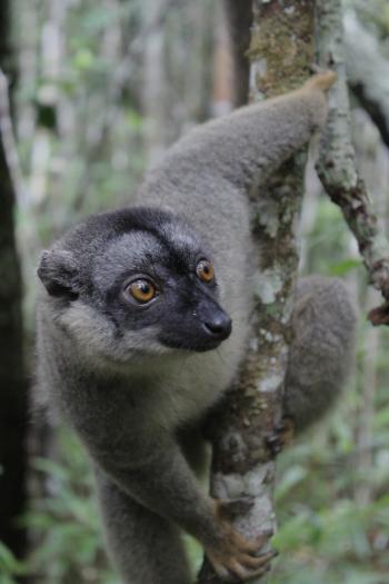 A vulnerable common brown lemur (Eulemur fulvus) grasping the trunk of a tree in a dense dry forest, its hazel eyes intently focused on something in the distance to the left.