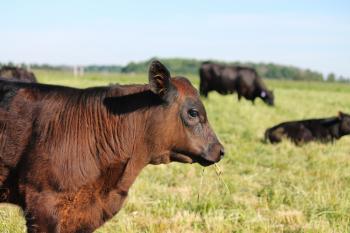 A cow in a field with grass in its mouth.