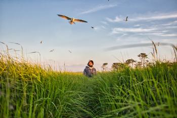 Savannah sparrows flying over a person standing in a field with tall grass