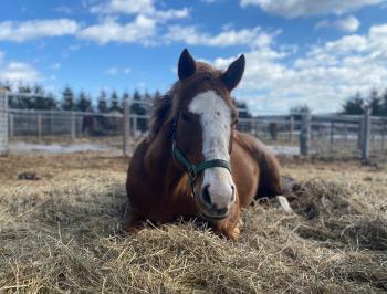 Outside on a sunny day a red horse with a large white blaze comfortably lays with her legs tucked under her body on a pile of hay as her face and ears are facing the camera.