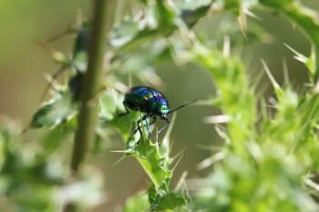 A Dogbane beetle on tiny leaves